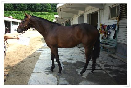 �̱۶��̵� ����