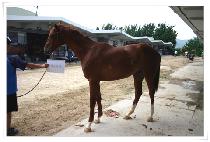 �屺�ٴ� (JANGGUN BADA) ����