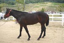 ���ǵ�ְ� (SPEED WAGON) ����