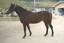 �ݺ��ʰ� (GEUMBIT TANGO) ����