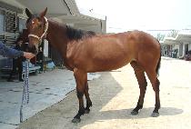 ����� (NONGMYEONGBONG) ����