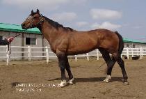 DANCING SURPASS picture