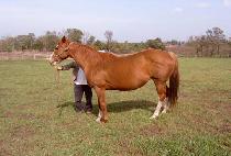 ����� (NADJA) ����