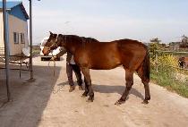 �÷���Ʈ�ŵ����� (PLEASANTCINDERELLA) ����