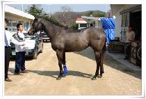 ��Ǻ��� (UNAK BEAR) ����