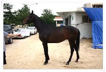 ��Ƕ��̾� (UNAK LION) ����