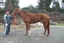 SUMMIT PARTY picture