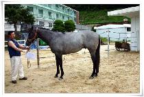 �׷��̽�ī�̸�� (GREY SKY MORNING) ����