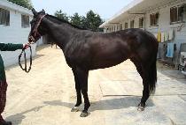 �ĳ׶� (PANERA) ����