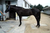 �һ� (BULLSAE) ����