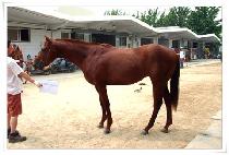 �׸����� (GREEN VISION) ����