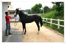 �÷������дϾ� (FLASHY COMPANION) ����