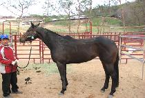 ���ϵ����Ʈ��Ƽ (WILD WEST BEAUTY) ����