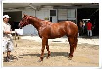 �˸��ٴ��귯 (ALYDAR THE RULER) ����