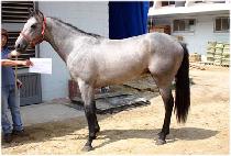 ����������� (DANCES WITH WAR) ����