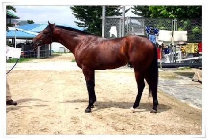 ������� ����