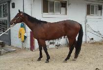 �ݺ���ȥ (GEUMBITTUHON) ����