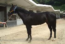 ä���ǹ� (CHANNEL FEVER) ����