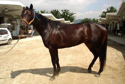 �������� ����