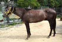 �ϸ��Ű� (BUKMYEONGSINGONG) ����