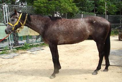 �ϸ��Ű� ����