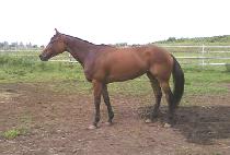 õ��õ�� (CHEONSANGCHEONHA) ����