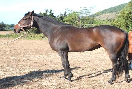 ���������� ����