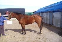 ������̾� (BLUE DIA) ����