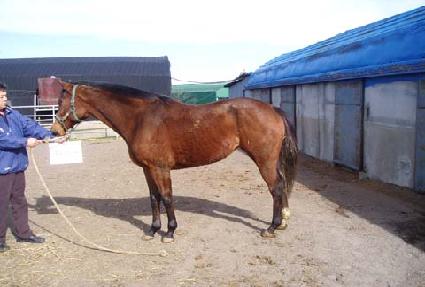 ������̾� ����