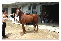 �������� (LEVEL HIGH) ����