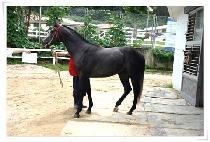 ����Ʈ�ö�� (BEST FLOWER) ����