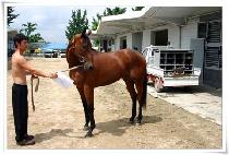 ������ (NAMCHON QUEEN) ����