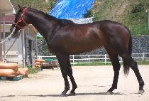 ������ (SUN DANCE) ����