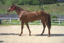 ���۷θ��� (QUEEN GLORIA) ����