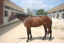 è�Ǿ��� (CHAMPION RETURN) ����