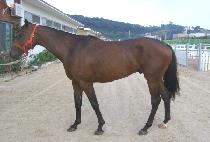 ��Ȱ� (JANGANGA) ����