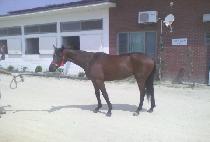 ����Ʈ���� (POINT GUARD) ����