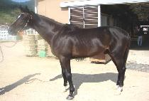 ��������ġ (SUNDAY PUNCH) ����