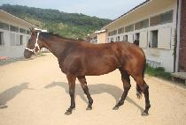 ��è�Ǿ� (NEW CHAMPION) ����