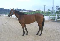 �Ȱ����� (PALGONG JIJON) ����