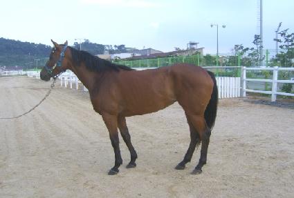 �Ȱ����� ����