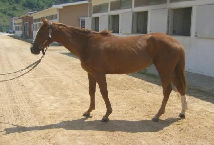 ������ ����