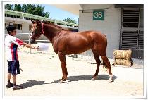 ���Ĺ (KWAEGEOL CAT) ����