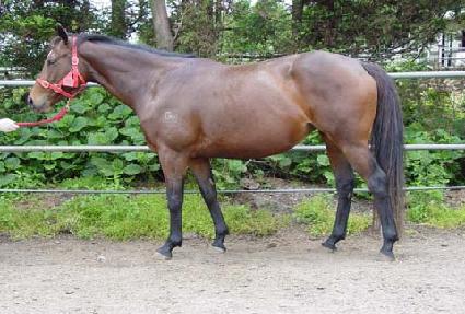 ��ε𷡽� ����