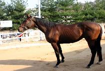 Ȳ�ݼ��� (HWANGGEUMSURI) ����