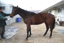 �õ�Ͼ�ħ (SYDNEYACHIM) ����