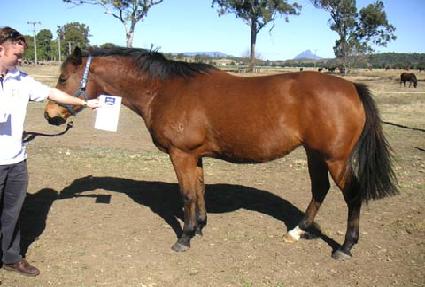 ����������� ����