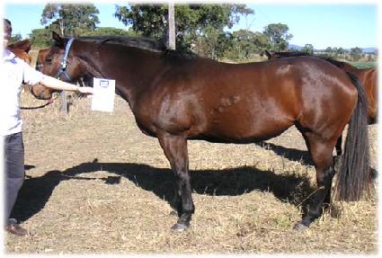 �ڽ�Ÿ���÷�Ƽ ����