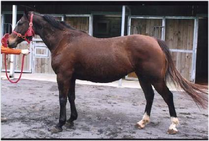 ����Ű�׶��� ����