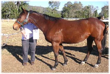 ������ ����